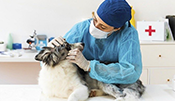 MEDICINA VETERINARIA
